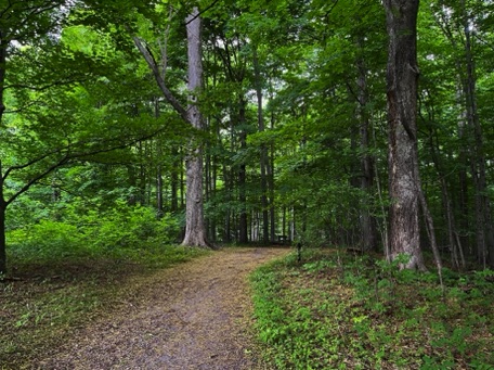 Sacred Grove